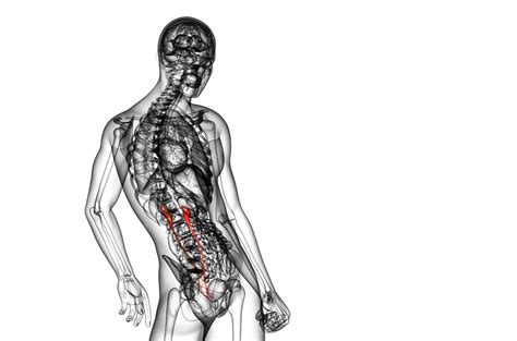 Render 3d Médico PNG dibujos De La Radiografía Del Uréter Uréter