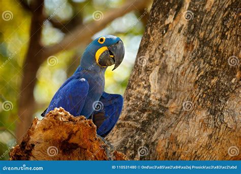 Portrait Big Blue Parrot, Pantanal, Brazil, South America. Beautiful ...