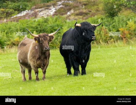 Female And Male Highland Cows Cattle Bull Standing Together In A