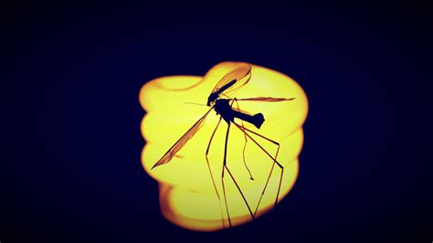 Fondos de pantalla luz de sol fotografía insecto amarillo azul