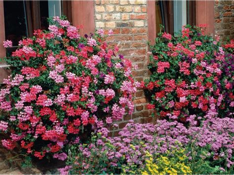 Pelargonium Peltatum Peltatum Topf Cm H He Cm Kaufen Bei Obi