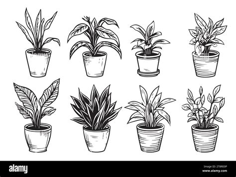 Vector Set Of Sketches House Plants In Pots On A White Background