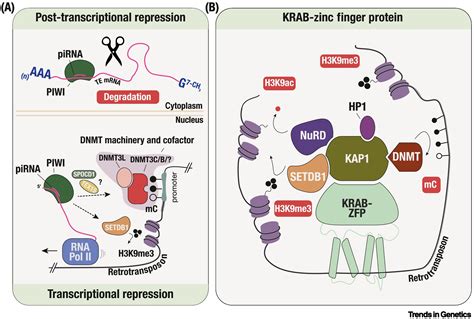 Taming Transposable Elements In Vertebrates From Epigenetic Silencing