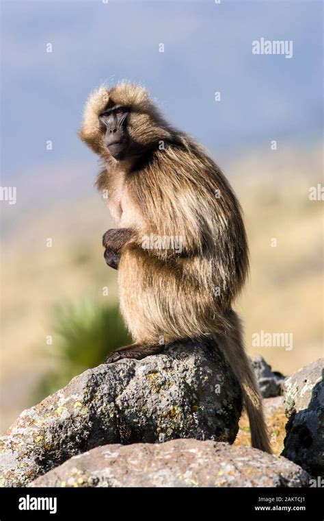 Gelada, Simien Mountains National Park, Ethiopia Stock Photo - Alamy