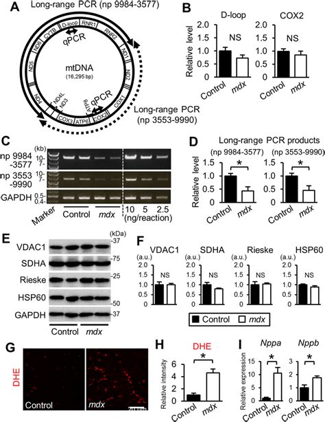 Levels Of Mtdna With Deletion And Tissue Ros Were Increased In The Mdx