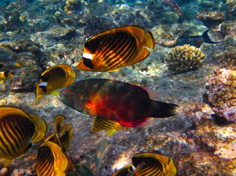 Chaetodon Fasciatus O Pez Mariposa En Las Extensiones Del Arrecife De