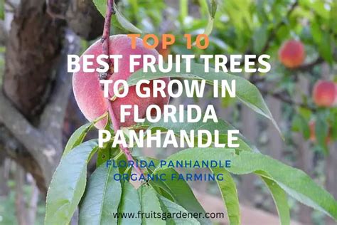 Top Best Fruit Trees To Grow In Florida Panhandle