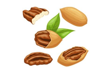 Pecan Nut Set Cartoon Vector Graphic By Pikepicture · Creative Fabrica