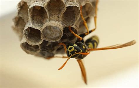 How To Get Rid Of Wasps A Comprehensive Wasp Control Guide For Fort