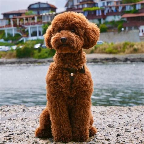 Teacup Poodle Full Grown