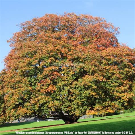 Graines Érable sycomore Acer pseudoplatanus Atropurpureum