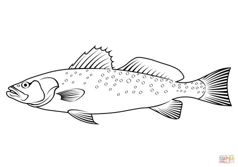 Spotted Seatrout Cynoscion Nebulosus Coloring Page Free Printable