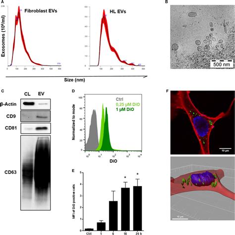 Characterization And Internalization Of Tumor Derived Extracellular