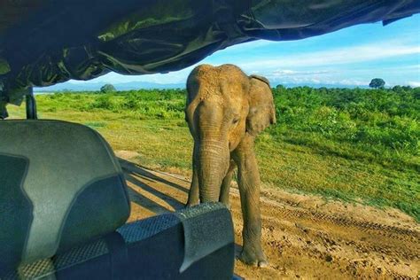 Udawalawe Private Half Day Safari Tour Yala National Park