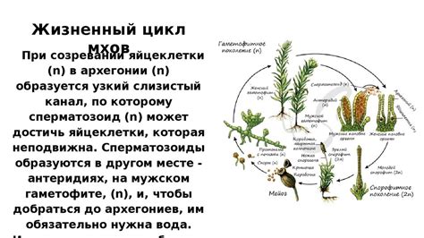 Мхи и их размножение. Половое и бесполое - презентация онлайн
