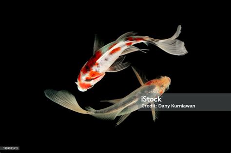 Top View Koi Fish Stock Photo Download Image Now High Angle View