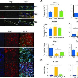 Il Induced Antioxidant And Anti Inflammatory Genes Expression In