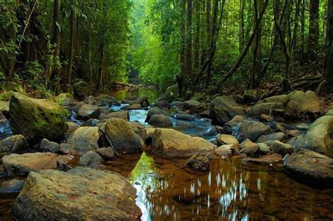 Florestas Mais Incr Veis Do Mundo Confira Lindas Imagens Lugares