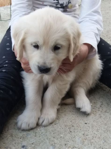 Elevage Du Domaine D Aurelie Et Amelie Eleveur De Chiens Golden Retriever