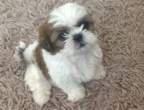 SHIH TZU PUPPIES 8 WEEKS OLD READY NOW Shrewsbury Shropshire