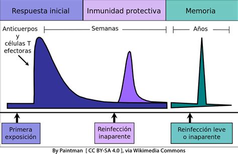 Celulas De La Memoria Inmunologica Dinami