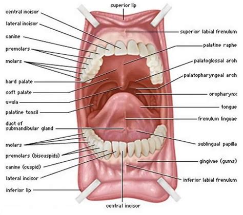 Mouth Diagram Healthiack