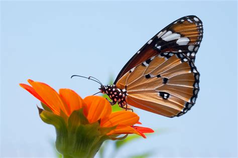 Cele Mai Bune 10000 Fotografii Cu Tema Fluturi · Descărcare 100