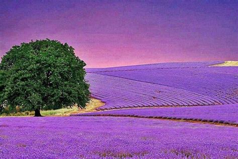 Violet Lavender Fields In Provence France Lavender Fields Lavender