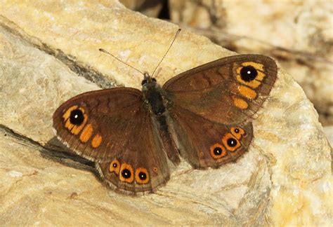 Lasiommata Petropolitana European Lépidoptères