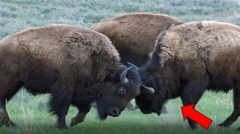 Terrible Batalla De Bisontes Incre Ble Momento Captado Por La C Mara