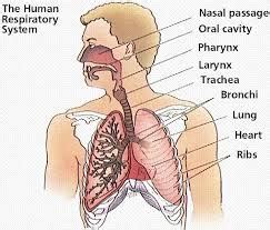 Respiratory - Human Body Systems