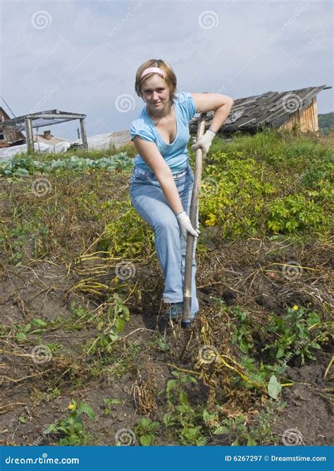 Potato harvesting stock image. Image of garden, august - 6267297