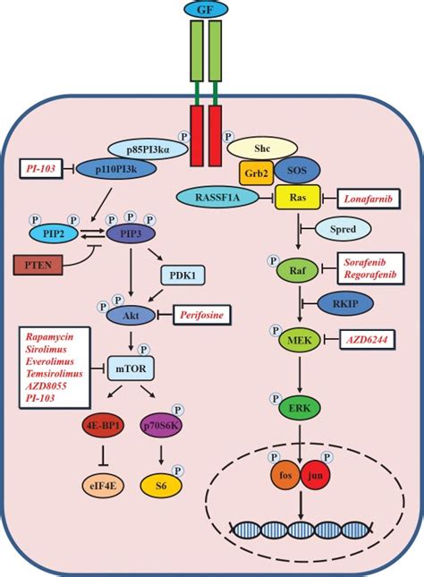 Targeted Therapy For Hepatocellular Carcinoma Novel Agents On The