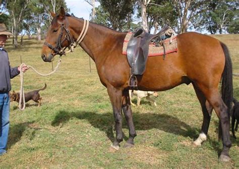 Australian Stock Horse Pictures And Information