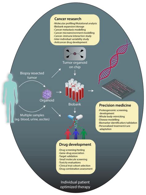 Applications Of Microfluidic Organoid On A Chip Download Scientific