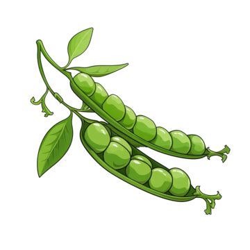 Green Peas Outline, Green, Peas, Outline PNG Transparent Image and ...