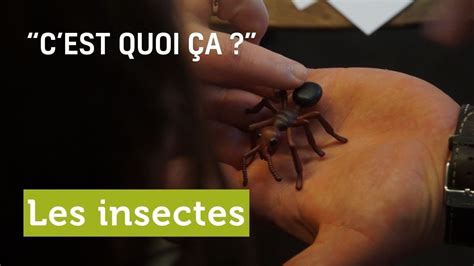 CEST QUOI ÇA les insectes YouTube