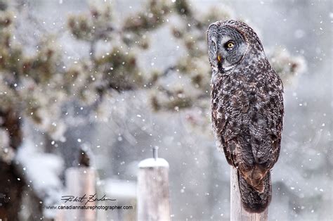 Photographing Owls In Winter Around Calgary By Robert Berdan The