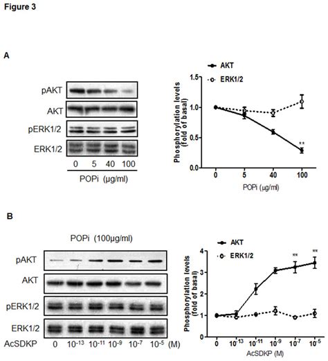 Acsdkp Restored The Proliferation Of U Mg Cells Through Akt