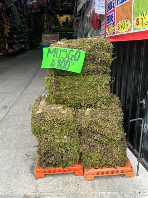 Musgo y heno está prohibida la venta de estos productos para el