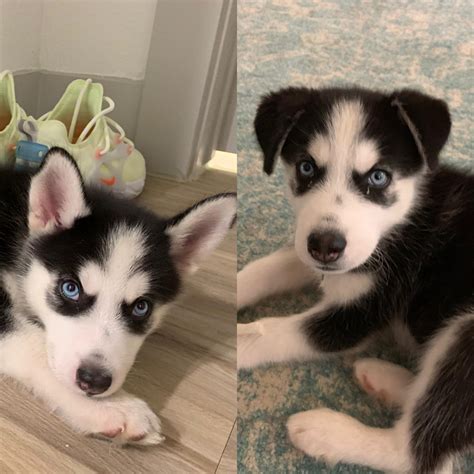 Does Anyone Know Why My Husky Puppers Ears Would Go From Upright At 8