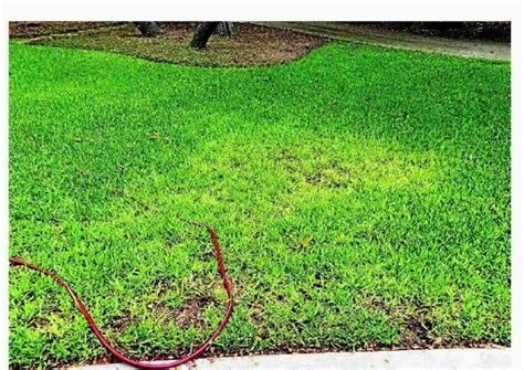 Brown Patch Fungus Can Weaken St Augustine Grass