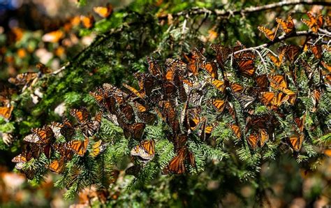 Col Nia De Borboletas Monarca Danaus Plexippus Est O Sentados Em Galhos