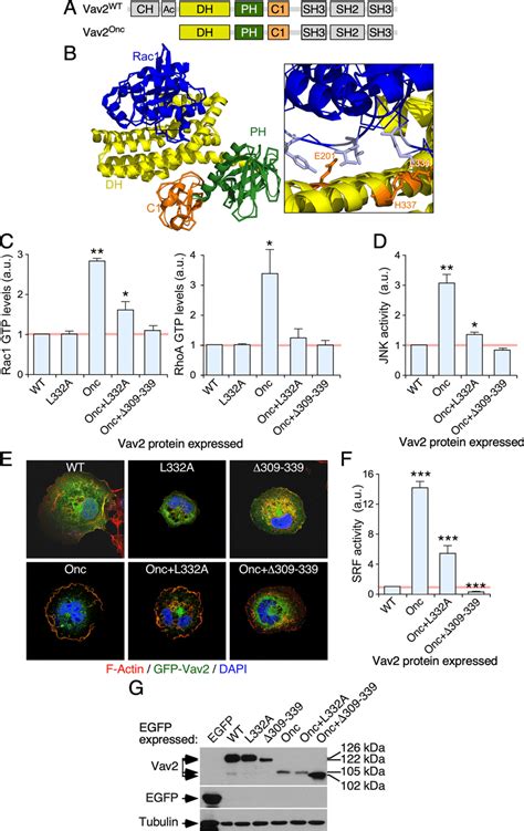 Characterization Of The L332A Mutation Of The Vav2 DH Domain A