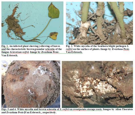 Southern Blight in Sweetpotato Plant Beds | NC State Extension