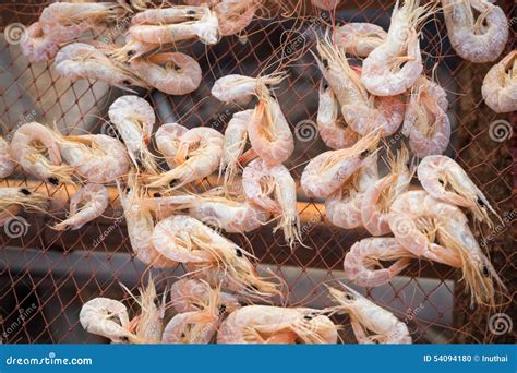 Dried Shrimp Stock Photo Image Of Shrimps Light Seafood 54094180