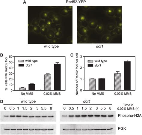 MMS Induced Rad52 Foci Formation And Histone H2AS129 Phosphorylation