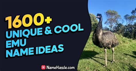 1870+ Cool And Funny Emu Names Ideas (Generator) 2025