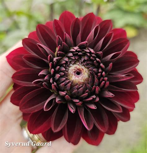 Dahlia Black Destiny Nyhet 2024 Syverud Gaard