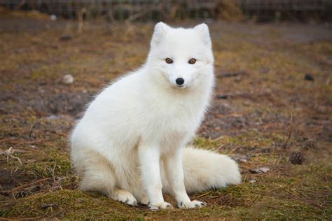 Arctic Fox The Two Foxes Were Enjoying A Bit Of Morning Su Flickr